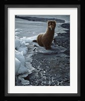 Icy Creek- Mink Fine Art Print