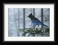 Stellers Jay In Fog Fine Art Print
