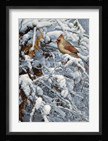 Cardinal In Brambles Fine Art Print