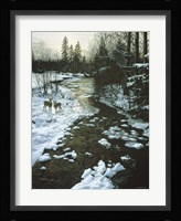 Winter Creek & Whitetails Fine Art Print