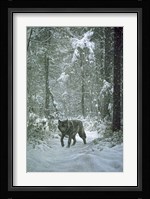 Winter Encounter - Wolf Fine Art Print