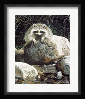 Low Water - Raccoon Fine Art Print