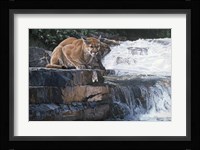 Summer Creek Fine Art Print