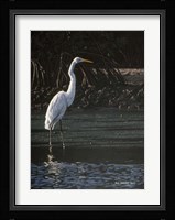 Great Egret Fine Art Print