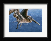 Flying Pelican Framed Print