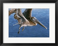 Flying Pelican Framed Print