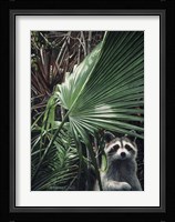 Everglades Raccoon Fine Art Print