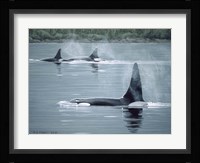 Orcas Framed Print
