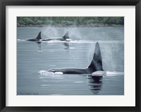 Orcas Framed Print
