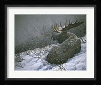 Moose In The  Brush Fine Art Print