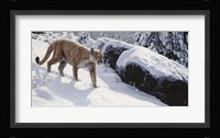 Soft Snow- Cougar Fine Art Print
