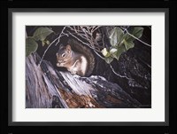 Red Squirrel In Salac Framed Print