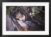 Red Squirrel In Salac Framed Print