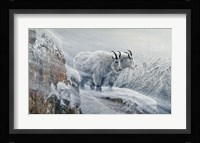 Winter's Fury Mountain Goat Fine Art Print