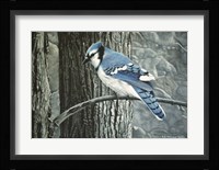 Backyard Jay Fine Art Print