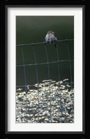House Sparrow & Daises Fine Art Print