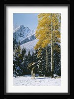 Trembling Aspen Fine Art Print