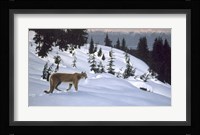 Cougar In Snow Fine Art Print
