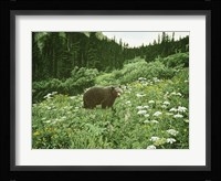 Old Man Of The Mountain- Black Bear Framed Print
