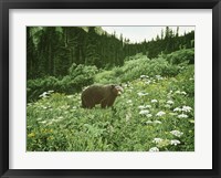 Old Man Of The Mountain- Black Bear Framed Print