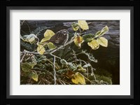 Song Sparrow On Salal Fine Art Print