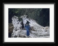 Driftwood 2 Fine Art Print