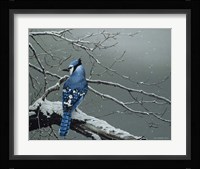 Winter Jay Fine Art Print