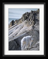Ramparts- Mountain Goats Fine Art Print
