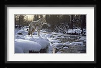 Winter Creek - Coyote Fine Art Print