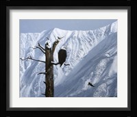 Winter Perch Fine Art Print