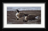 A Break In The Ice- Canada Geese Fine Art Print