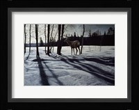 Afternoon Shadows- Mule Deer Fine Art Print