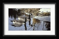 Spring Arrivals- Canada Geese Fine Art Print