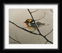 Nashville Warbler Framed Print