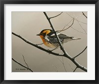 Nashville Warbler Framed Print