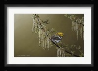 Black Throated Green Warbler Fine Art Print