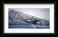 Breeching Humpbacks - Maui Framed Print