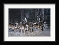 Breaking The Silence- Wolves Fine Art Print