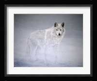 Arctic Winds Fine Art Print