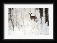 Deep Snow- Whitetail Fine Art Print