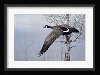 Winter Flight Fine Art Print