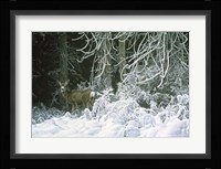 Snow Palace - Mule Deer Fine Art Print