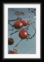 Winter Apples - Purple Finch Fine Art Print
