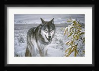 Lone Wolf Framed Print