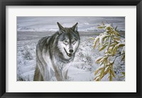 Lone Wolf Framed Print