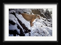 Winter Lookout- Cougar Fine Art Print