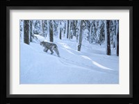 Northern Winter Fine Art Print