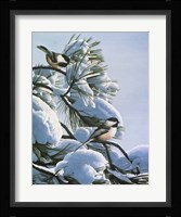 Snow On The Pine - Chickadees Fine Art Print