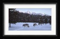 Evening Glow- Wolf Pack Fine Art Print