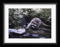 Searching The Stream- Racoon Fine Art Print
